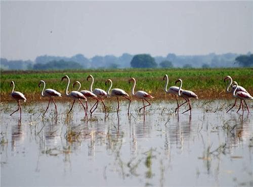 Gallery image 2 of Ekrukh Lake Solapur